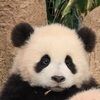 juicypanda_